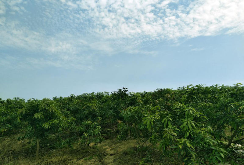 愛普豐澤晟華：為農(nóng)服務(wù)，我們是快樂的