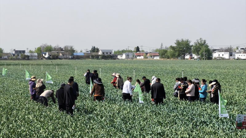 愛普科技在江蘇舉行大蒜特種底肥觀摩會